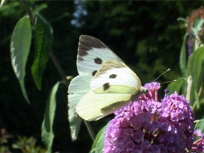 Großer Kohlweißling ( Pieris brassicae ), Weibchen, auf Sommerflieder : Moers, in unserem Garten, 13.08.2005